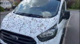 Pub goers rush for cover as a swarm of 3000 bees interrupt their pints