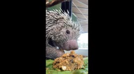 Rico the Porcupine Munches Loudly in Crunchy ASMR Treat