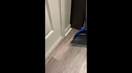 Trapped Cat Knocks On Broom For Help