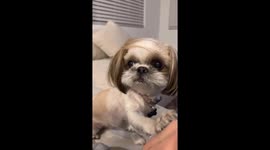 Shaking Shih Tzu