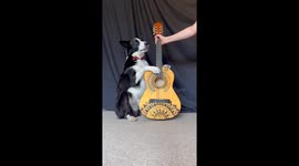 Border Collie Plays Guitar