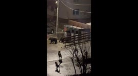 Bear Family Raids Garbage While Dogs Bark