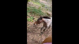 Young horse faces a small fall after wandering away from his mom’s side