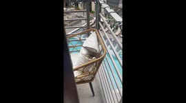 Mama Bird Makes Nest On Balcony Chair