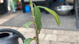 Timelapse shows monarch caterpillar devouring leaves