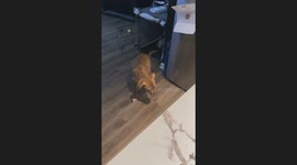 Pup Begs Your Pardon Over Hungry Comment