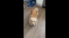 Golden Retriever In Loaf Form