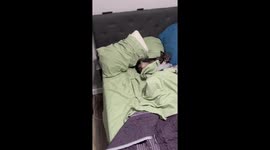 Harvey the Dog Hates Leaving Bed