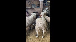 Chicken's Symbiotic Relationship With Sheep