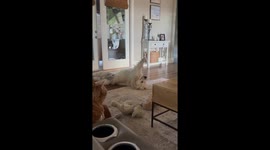 Golden Retriever Does Ball Yoga