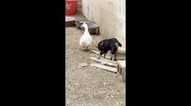 unexpected best friends