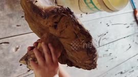 Villager stunned by giant mushroom growing in her back garden