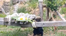 Orangutans given ice lollies to cope with 40C summer heat in Thailand