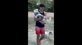 Pet dog paddles her paws while being carried in sea
