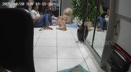 Pet dog walks on its front paws while family watch TV