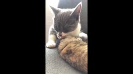 The diligent cat cleaned his sister's fur and ears