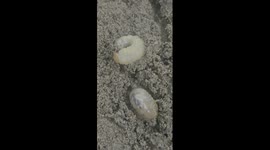 Cruelty of Nature: Full on Ant Assault on Two Harmless Grubs