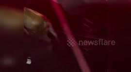 China: Calf Charges At Firefighters After Being Hit By Car In Jiangxi