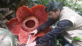 Rare stinking corpse flower blooms in Indonesia