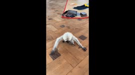 Little gibbon named Do Do attaches to owner in Yangon