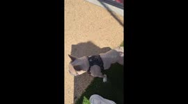 Dog collides with fence in hilarious video