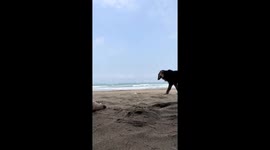 Dog blocks view in funny beach video