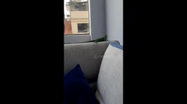Iguana attempts to jump to window but falls short in Lima