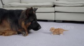 German Shepherd bonds with abandoned kitten in heartwarming video
