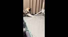 Cat playfully bites cigarette in Jiangsu