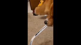 Dog scores ball into can using hockey stick in Everett