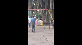 Dog swings on playground among children in Mar del Plata