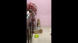 Cat sleeps upright in Selangor