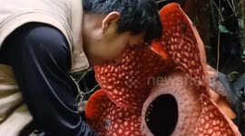 Global first: Rare twin corpse flowers bloom simultaneously in Indonesian nature reserve