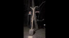 Pesky Raccoon gets more than he bargained for when he takes a ride off the bird feeder pole