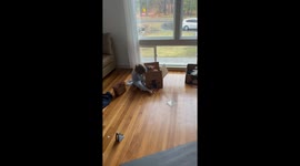 Girl Gives Pretend Haircut to Unbothered Cat