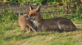 Fox family enjoys playtime in spring sunshine in Kent, UK