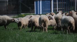 Poland: Polish highlanders launch grazing season with traditional Redyk celebration