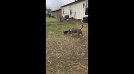 Dog Dad Teaching His Pups to Tug-O-War