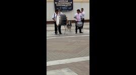 Husky puppy howling and singing next to marching band