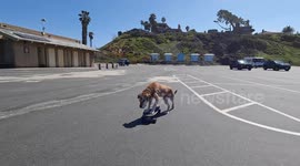Senior Dog Still Loves Skateboarding
