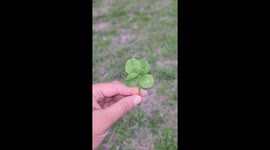 The Luckiest Clover