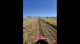 Emu Cuts Off Bike Rider