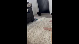 Easily Startled Cat Jumps at Rug Pulls
