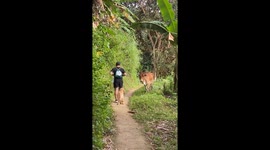 Dog afraid of cow on path in Cebu City