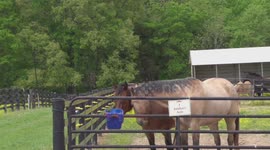 Horses enjoy getting fed during a nice spring day in Paducah, Kentucky