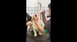 Dog gives side eye while being brushed in Yunnan, China