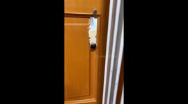 Dog tears down door in Shanghai