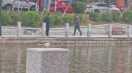 Dog swims while owner walks alongside in Anhui, China