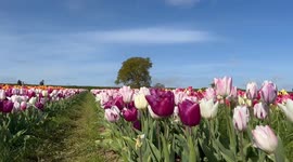 Garden showcases 'breathtaking' display of 500,000 colourful tulips