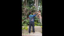 Sloths show surprising speed to escape from zookeepers